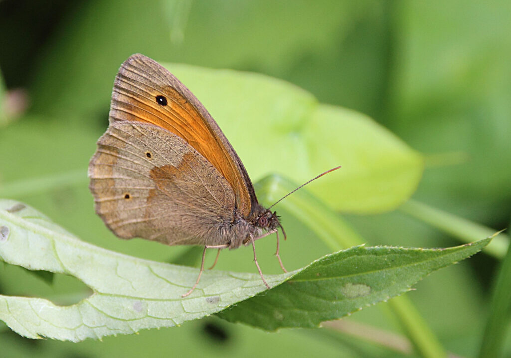 Lancashire Wildlife Trust launches project to restore rare insects