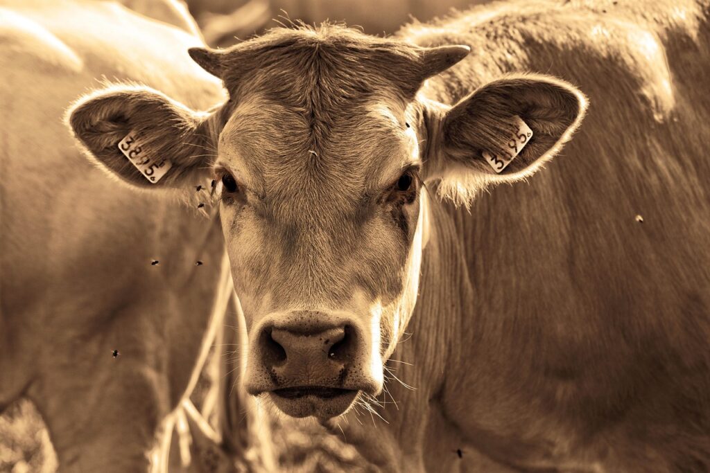Beef crunch: Trump caught between rising prices and angry ranchers