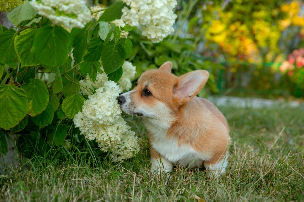 Mapping the World’s Smellscapes, One City at a Time